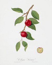 Cherry Plum (Myrobalan plum) from Pomona Italiana (1817 - 1839) by <a href="https://www.rawpixel.com/search/Giorgio%20Gallesio?&amp;page=1">Giorgio Gallesio </a>(1772-1839). Original from The New York Public Library. Digitally enhanced by rawpixel.