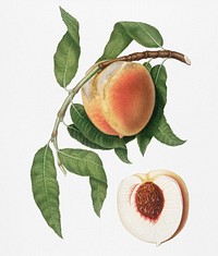 Peach (Persica sativa) from Pomona Italiana (1817 - 1839) by <a href="https://www.rawpixel.com/search/Giorgio%20Gallesio?&amp;page=1">Giorgio Gallesio</a> (1772-1839). Original from New York public library. Digitally enhanced by rawpixel.