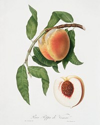 Peach (Persica sativa) from Pomona Italiana (1817 - 1839) by Giorgio Gallesio (1772-1839). Original from The New York Public Library. Digitally enhanced by rawpixel.