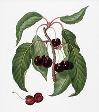 Hard-fleshed Cherry (Cerasus Duracina) from Pomona Italiana (1817 - 1839) by <a href="https://www.rawpixel.com/search/Giorgio%20Gallesio?&amp;page=1">Giorgio Gallesio</a> (1772-1839). Original from New York public library. Digitally enhanced by rawpixel.