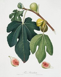 Fig (Ficus carica sativa) from Pomona Italiana (1817 - 1839) by Giorgio Gallesio (1772-1839). Original from The New York Public Library. Digitally enhanced by rawpixel.