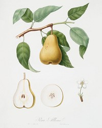 Pear (Pyrus Laurina) from Pomona Italiana (1817 - 1839) by <a href="https://www.rawpixel.com/search/Giorgio%20Gallesio?&amp;page=1">Giorgio Gallesio</a> (1772-1839). Original from The New York Public Library. Digitally enhanced by rawpixel.