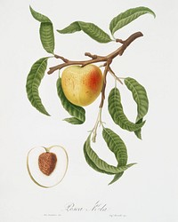 Peach (Persica mali-formis) from Pomona Italiana (1817 - 1839) by Giorgio Gallesio (1772-1839). Original from The New York Public Library. Digitally enhanced by rawpixel.