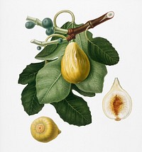 Common Fig (Ficus carica sativa) from Pomona Italiana (1817 - 1839) by Giorgio Gallesio (1772-1839). Original from New York public library. Digitally enhanced by rawpixel.