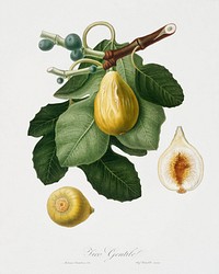 Common Fig (Ficus carica sativa) from Pomona Italiana (1817 - 1839) by <a href="https://www.rawpixel.com/search/Giorgio%20Gallesio?&amp;page=1">Giorgio Gallesio</a> (1772-1839). Original from The New York Public Library. Digitally enhanced by rawpixel.