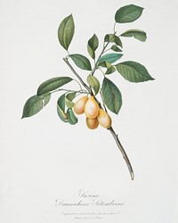 Plum (Prunus Damascena) from Pomona Italiana (1817 - 1839) by <a href="https://www.rawpixel.com/search/Giorgio%20Gallesio?&amp;page=1">Giorgio Gallesio</a> (1772-1839). Original from The New York Public Library. Digitally enhanced by rawpixel.