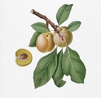 Prune (Prunus Claudia) from Pomona Italiana (1817 - 1839) by <a href="https://www.rawpixel.com/search/Giorgio%20Gallesio?&amp;page=1">Giorgio Gallesio</a> (1772-1839). Original from New York public library. Digitally enhanced by rawpixel.