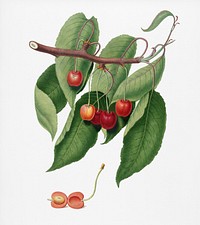 Cherry (Cerasus cordiformis duracina) from Pomona Italiana (1817 - 1839) by <a href="https://www.rawpixel.com/search/Giorgio%20Gallesio?&amp;page=1">Giorgio Gallesio</a> (1772-1839). Original from New York public library. Digitally enhanced by rawpixel.