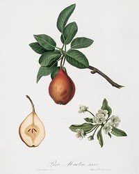 Pear (Pyrus Pedemontana) from Pomona Italiana (1817 - 1839) by <a href="https://www.rawpixel.com/search/Giorgio%20Gallesio?&amp;page=1">Giorgio Gallesio</a> (1772-1839). Original from The New York Public Library. Digitally enhanced by rawpixel.