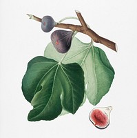Black Fig (Ficus carica) from Pomona Italiana (1817 - 1839) by Giorgio Gallesio (1772-1839). Original from New York public library. Digitally enhanced by rawpixel.