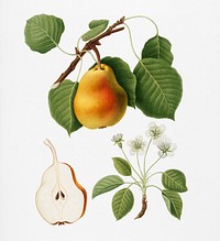 Pear (Pyrus Pompeiana) from Pomona Italiana (1817 - 1839) by <a href="https://www.rawpixel.com/search/Giorgio%20Gallesio?&amp;page=1">Giorgio Gallesio</a> (1772-1839). Original from New York public library. Digitally enhanced by rawpixel.