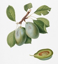Plum (Prunus Catalanica) from Pomona Italiana (1817 - 1839) by <a href="https://www.rawpixel.com/search/Giorgio%20Gallesio?&amp;page=1">Giorgio Gallesio</a> (1772-1839). Original from New York public library. Digitally enhanced by rawpixel.