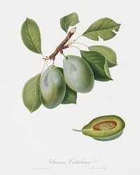 Plum (Prunus Catalanica) from Pomona Italiana (1817 - 1839) by <a href="https://www.rawpixel.com/search/Giorgio%20Gallesio?&amp;page=1">Giorgio Gallesio</a> (1772-1839). Original from The New York Public Library. Digitally enhanced by rawpixel.