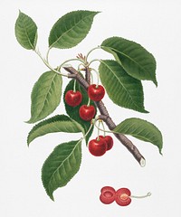 Sour Cherry (Cerasus cordiformis duracina) from Pomona Italiana (1817 - 1839) by Giorgio Gallesio (1772-1839). Original from New York public library. Digitally enhanced by rawpixel.