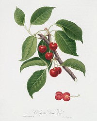 Sour Cherry (Cerasus cordiformis duracina) from Pomona Italiana (1817 - 1839) by <a href="https://www.rawpixel.com/search/Giorgio%20Gallesio?&amp;page=1">Giorgio Gallesio</a> (1772-1839). Original from The New York Public Library. Digitally enhanced by rawpixel.