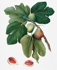 Common Fig (Ficus carica sativa) from Pomona Italiana (1817 - 1839) by <a href="https://www.rawpixel.com/search/Giorgio%20Gallesio?&amp;page=1">Giorgio Gallesio</a> (1772-1839). Original from New York public library. Digitally enhanced by rawpixel.