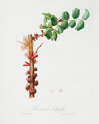 Carob flower (Ceratonia siliqua) from Pomona Italiana (1817 - 1839) by <a href="https://www.rawpixel.com/search/Giorgio%20Gallesio?&amp;page=1">Giorgio Gallesio</a> (1772-1839). Original from The New York Public Library. Digitally enhanced by rawpixel.
