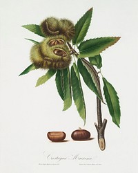 Spanish Chestnut (Castanea sativa) from Pomona Italiana (1817 - 1839) by Giorgio Gallesio (1772-1839). Original from The New York Public Library. Digitally enhanced by rawpixel.
