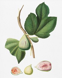Fig (Ficus carica bifera) from Pomona Italiana (1817 - 1839) by Giorgio Gallesio (1772-1839). Original from New York public library. Digitally enhanced by rawpixel.