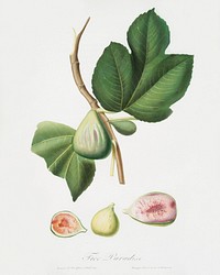 Fig (Ficus carica bifera) from Pomona Italiana (1817 - 1839) by Giorgio Gallesio (1772-1839). Original from The New York Public Library. Digitally enhanced by rawpixel.