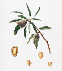 Almond (Guscio tenero) from Pomona Italiana (1817 - 1839) by <a href="https://www.rawpixel.com/search/Giorgio%20Gallesio?&amp;page=1">Giorgio Gallesio</a> (1772-1839). Original from New York public library. Digitally enhanced by rawpixel.