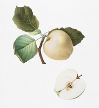 Astracan Apple (Malus astracanensis) from Pomona Italiana (1817 - 1839) by Giorgio Gallesio (1772-1839). Original from New York public library. Digitally enhanced by rawpixel.