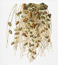 Normal Spadice of the palm (Phoenix dactylifera) from Pomona Italiana (1817 - 1839) by <a href="https://www.rawpixel.com/search/Giorgio%20Gallesio?&amp;page=1">Giorgio Gallesio</a> (1772-1839). Original from New York public library. Digitally enhanced by rawpixel.