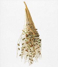 Normal Spadice of the palm (Phoenix dactylifera) from Pomona Italiana (1817 - 1839) by <a href="https://www.rawpixel.com/search/Giorgio%20Gallesio?&amp;page=1">Giorgio Gallesio</a> (1772-1839). Original from New York public library. Digitally enhanced by rawpixel.