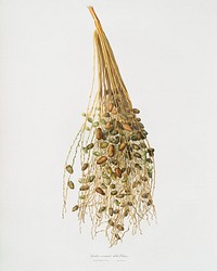 Normal Spadice of the palm (Phoenix dactylifera) from Pomona Italiana (1817 - 1839) by <a href="https://www.rawpixel.com/search/Giorgio%20Gallesio?&amp;page=1">Giorgio Gallesio</a> (1772-1839). Original from The New York Public Library. Digitally enhanced by rawpixel.