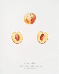 Nectarine (Malus persica hybrida) from Pomona Italiana (1817 - 1839) by Giorgio Gallesio (1772-1839). Original from The New York Public Library. Digitally enhanced by rawpixel.