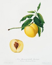 Yellow Apricot (Persica iulodermis) from Pomona Italiana (1817 - 1839) by <a href="https://www.rawpixel.com/search/Giorgio%20Gallesio?&amp;page=1">Giorgio Gallesio</a> (1772-1839). Original from The New York Public Library. Digitally enhanced by rawpixel.