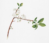 Flower of Plum (Fiore di Susina Settembrina) from Pomona Italiana (1817 - 1839) by Giorgio Gallesio (1772-1839). Original from New York public library. Digitally enhanced by rawpixel.