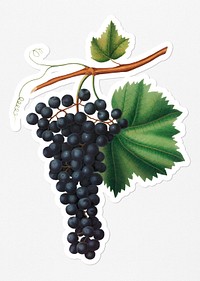 Hand drawn bunch of Berzemina grapes sticker with a white border