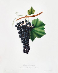 Berzemina grape (Vites veneto) from Pomona Italiana (1817 - 1839) by Giorgio Gallesio (1772-1839). Original from The New York Public Library. Digitally enhanced by rawpixel.