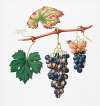 Summer grape (Vites vinifera bicolor) from Pomona Italiana (1817 - 1839) by Giorgio Gallesio (1772-1839). Original from New York public library. Digitally enhanced by rawpixel.