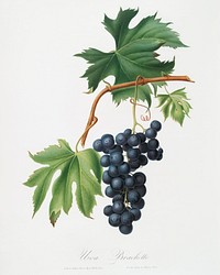 Brachetto grape (Vitis vinifera niceaensis) from Pomona Italiana (1817 - 1839) by <a href="https://www.rawpixel.com/search/Giorgio%20Gallesio?&amp;page=1">Giorgio Gallesio</a> (1772-1839). Original from The New York Public Library. Digitally enhanced by rawpixel.
