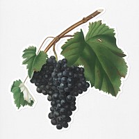 Hand drawn bunch of Canaiolo grapes sticker with a white border