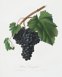 Black Canaiolo (Vitis vinifera etrusca) from Pomona Italiana (1817 - 1839) by Giorgio Gallesio (1772-1839). Original from The New York Public Library. Digitally enhanced by rawpixel.