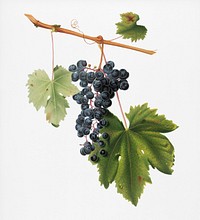 Grape Colorino (Vitis vinifera auxiliaria ) from Pomona Italiana (1817 - 1839) by <a href="https://www.rawpixel.com/search/Giorgio%20Gallesio?&amp;page=1">Giorgio Gallesio</a> (1772-1839). Original from New York public library. Digitally enhanced by rawpixel.