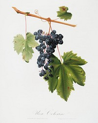 Grape Colorino (Vitis vinifera auxiliaria ) from Pomona Italiana (1817 - 1839) by Giorgio Gallesio (1772-1839). Original from The New York Public Library. Digitally enhanced by rawpixel.