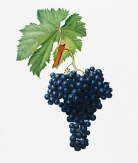 Fuella grapes (Vitis vinifera Bellettensis) from Pomona Italiana (1817 - 1839) by <a href="https://www.rawpixel.com/search/Giorgio%20Gallesio?&amp;page=1">Giorgio Gallesio</a> (1772-1839). Original from New York public library. Digitally enhanced by rawpixel.