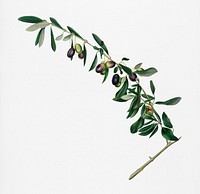 Olives (Olea sativa Italica) from Pomona Italiana (1817 - 1839) by Giorgio Gallesio (1772-1839). Original from New York public library. Digitally enhanced by rawpixel.