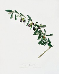 Olives (Olea sativa Italica) from Pomona Italiana (1817 - 1839) by <a href="https://www.rawpixel.com/search/Giorgio%20Gallesio?&amp;page=1">Giorgio Gallesio</a> (1772-1839). Original from The New York Public Library. Digitally enhanced by rawpixel.