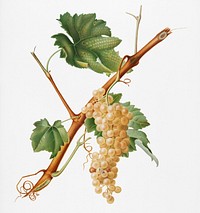 Vermentino grapes (Vitis ligustica feracissima) from Pomona Italiana (1817 - 1839) by Giorgio Gallesio (1772-1839). Original from New York public library. Digitally enhanced by rawpixel.