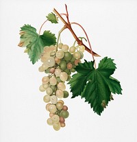 Muscat grape (Vitis vinifera Moscata) from Pomona Italiana (1817 - 1839) by <a href="https://www.rawpixel.com/search/Giorgio%20Gallesio?&amp;page=1">Giorgio Gallesio</a> (1772-1839). Original from New York public library. Digitally enhanced by rawpixel.