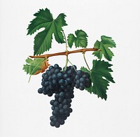 Lacrima grapes (Vitis vinifera Vallisarnensis) from Pomona Italiana (1817 - 1839) by Giorgio Gallesio (1772-1839). Original from New York public library. Digitally enhanced by rawpixel.