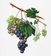 Grape from Ischia (Viti vinifera vegetatione insana) from Pomona Italiana (1817 - 1839) by <a href="https://www.rawpixel.com/search/Giorgio%20Gallesio?&amp;page=1">Giorgio Gallesio</a> (1772-1839). Original from New York public library. Digitally enhanced by rawpixel.