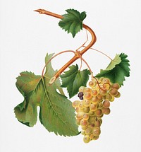 Vermentino grapes (Vitis ligustica feracissima) from Pomona Italiana (1817 - 1839) by <a href="https://www.rawpixel.com/search/Giorgio%20Gallesio?&amp;page=1">Giorgio Gallesio</a> (1772-1839). Original from New York public library. Digitally enhanced by rawpixel.<br />