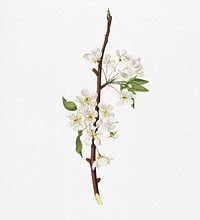 Musky pear flower (Pyrus &times; bretschneideri) from Pomona Italiana (1817 - 1839) by <a href="https://www.rawpixel.com/search/Giorgio%20Gallesio?&amp;page=1">Giorgio Gallesio </a>(1772-1839). Original from New York public library. Digitally enhanced by rawpixel.