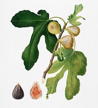 Figs (Ficus carica sativa) from Pomona Italiana (1817 - 1839) by <a href="https://www.rawpixel.com/search/Giorgio%20Gallesio?&amp;page=1">Giorgio Gallesio</a> (1772-1839). Original from New York public library. Digitally enhanced by rawpixel.